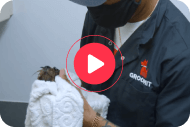 Groomit In-Home Service